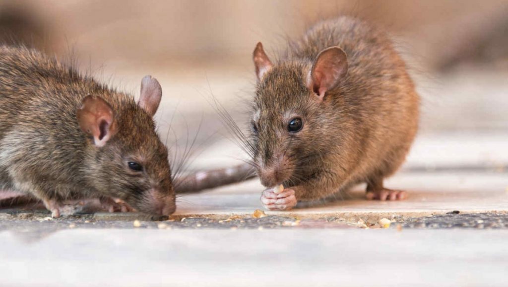 Los roedores son causantes de múltiples enfermedades